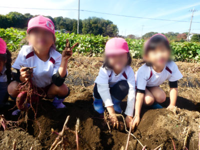 さつまいもほり りんご保育園