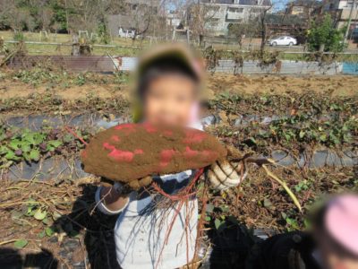 いもほり遠足 いちご保育園