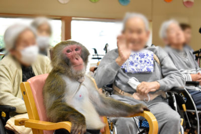 猿まわしショー🐒　ひまわり荘