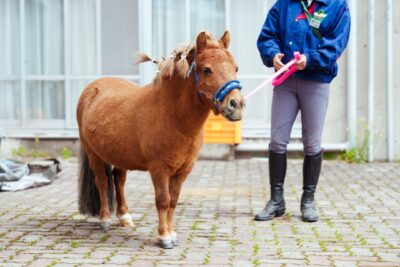 ひまわり荘に馬がやってきた！午年の春　